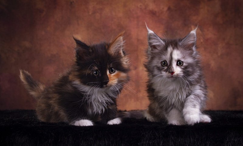Обои взгляд, котенок, кошки, котята, друзья, мейн-кун, look, kitty, cats, kittens, friends, maine coon разрешение 2000x1350 Загрузить