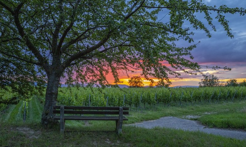 Обои закат, скамья, виноградник, sunset, bench, vineyard разрешение 3840x2160 Загрузить