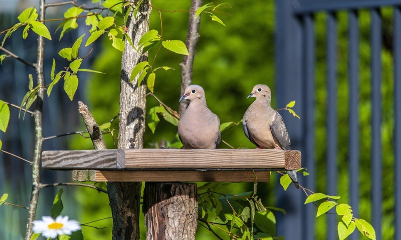 Обои зелень, ветки, листва, забор, птицы, голубь, голуби, greens, branches, foliage, the fence, birds, dove, pigeons разрешение 3840x2563 Загрузить