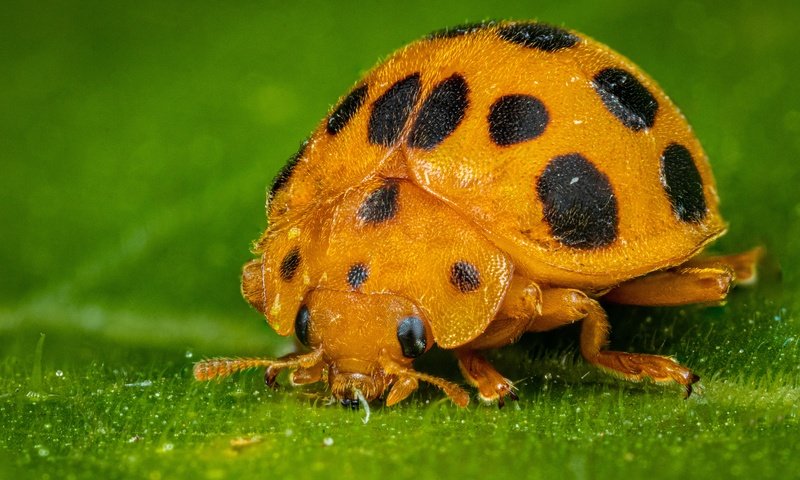 Обои жук, макро, листок, божья коровка, жёлтая, зеленый фон, beetle, macro, leaf, ladybug, yellow, green background разрешение 5042x3361 Загрузить