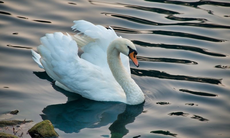 Обои белый, водоем, птица, лебедь, white, pond, bird, swan разрешение 3000x2000 Загрузить