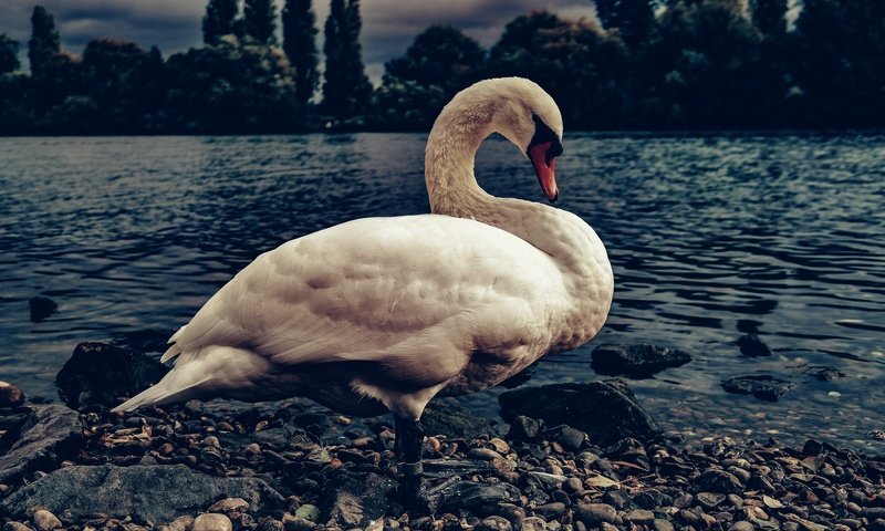 Обои берег, галька, белый, водоем, птица, темный фон, лебедь, shore, pebbles, white, pond, bird, the dark background, swan разрешение 5921x3947 Загрузить