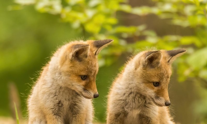 Обои боке, рыжие, детеныши, лисята, лисы, bokeh, red, cubs, fox разрешение 1920x1280 Загрузить