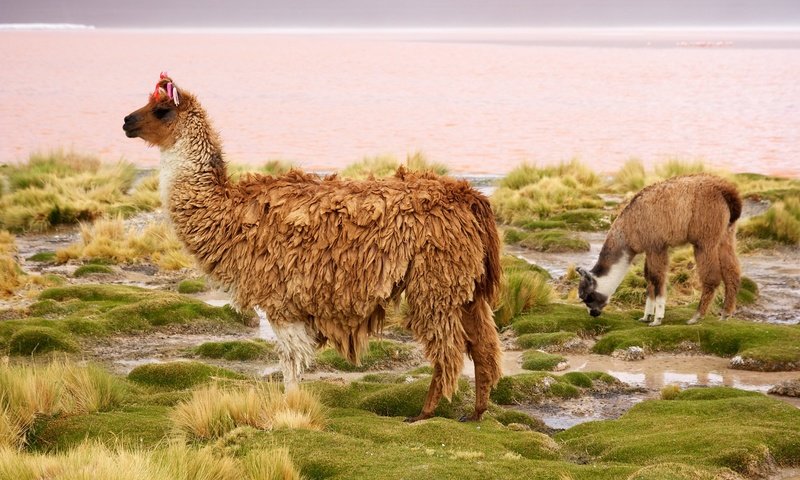 Обои чили, лама, млекопитающее, chile, lama, mammal разрешение 2048x1365 Загрузить