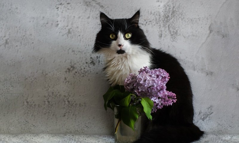 Обои цветы, сирень, кот, кошка, взгляд, стена, букет, зеленые глаза, чёрно-белый, стакан, glass, flowers, lilac, cat, look, wall, bouquet, green eyes, black and white разрешение 3840x2560 Загрузить