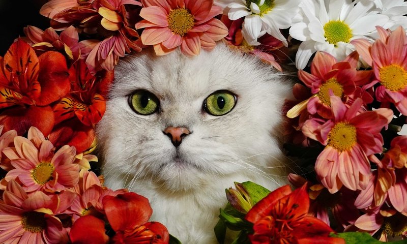 Обои цветы, кот, белый, flowers, cat, white разрешение 4572x3234 Загрузить