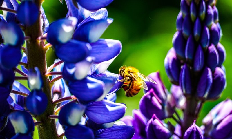 Обои цветы, бутоны, насекомое, лепестки, крылья, пчела, люпины, flowers, buds, insect, petals, wings, bee, lupins разрешение 6000x3376 Загрузить