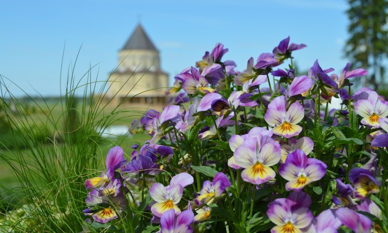 Обои цветы, природа, замок, башня, анютины глазки, клумба, боке, сиреневые, flowers, nature, castle, tower, pansy, flowerbed, bokeh, lilac разрешение 6016x4000 Загрузить