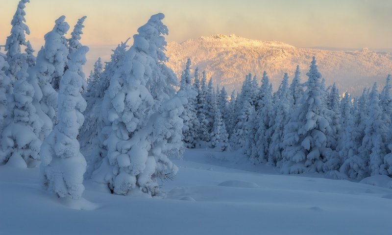 Обои деревья, ели, горы, снег, природа, лес, зима, пейзаж, утро, trees, ate, mountains, snow, nature, forest, winter, landscape, morning разрешение 2500x1667 Загрузить