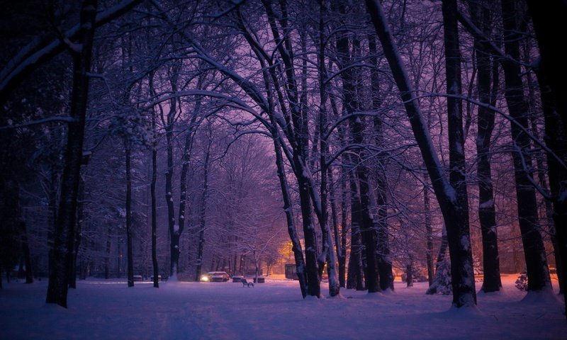 Обои деревья, огни, вечер, лес, парк, город, trees, lights, the evening, forest, park, the city разрешение 3840x2160 Загрузить