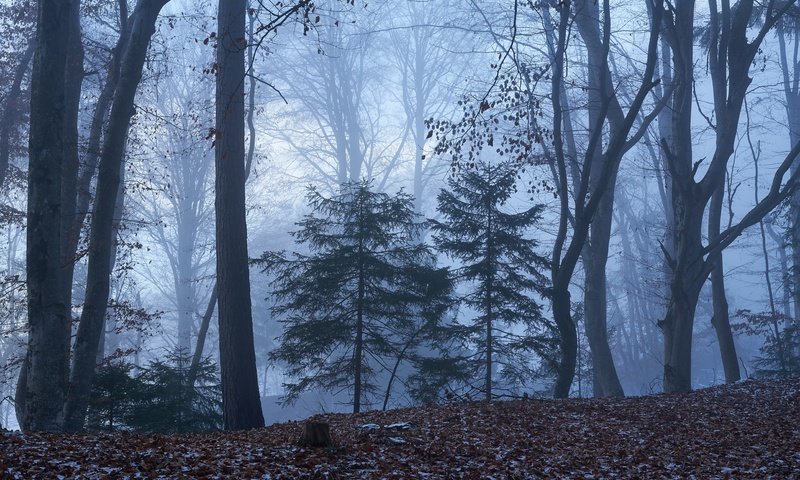 Обои деревья, природа, лес, осень, trees, nature, forest, autumn разрешение 7688x4976 Загрузить