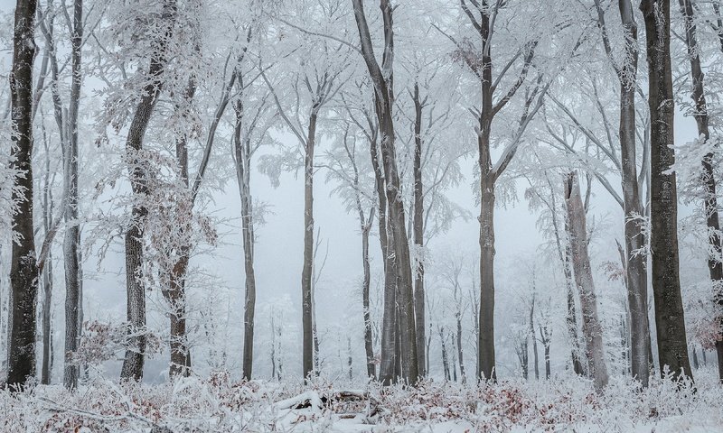 Обои деревья, снег, природа, лес, зима, ветки, стволы, иней, trees, snow, nature, forest, winter, branches, trunks, frost разрешение 3840x2160 Загрузить