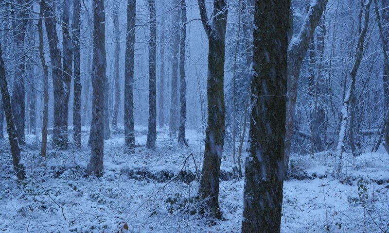 Обои деревья, снег, природа, лес, зима, trees, snow, nature, forest, winter разрешение 5472x3648 Загрузить