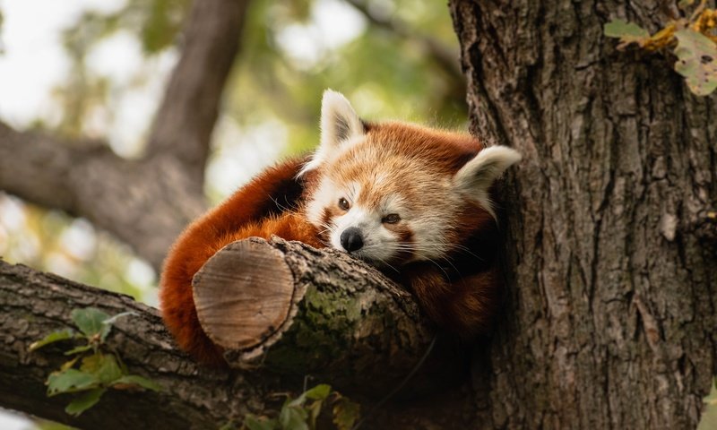 Обои дерево, лежит, красная панда, малая панда, tree, lies, red panda разрешение 2560x1440 Загрузить