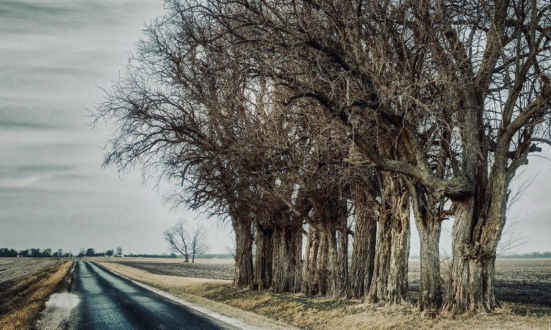 Обои дорога, деревья, road, trees разрешение 3840x2160 Загрузить