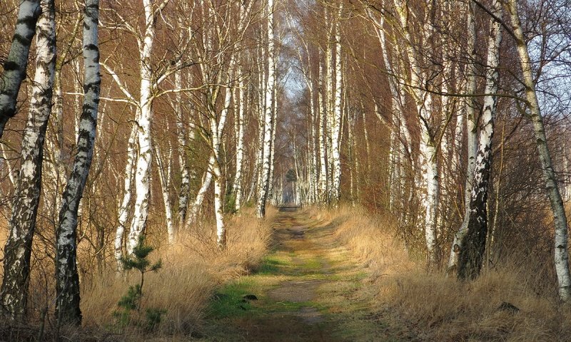 Обои дорога, природа, березы, road, nature, birch разрешение 3840x2160 Загрузить