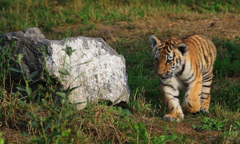 Обои камень, прогулка, тигренок, stone, walk, tiger разрешение 3840x2160 Загрузить