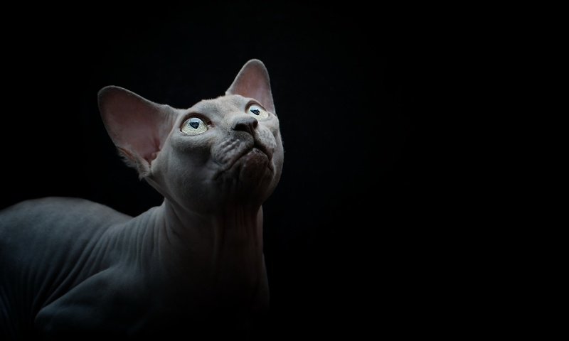 Обои кот, мордочка, кошка, взгляд, черный фон, сфинкс, cat, muzzle, look, black background, sphinx разрешение 3840x2160 Загрузить