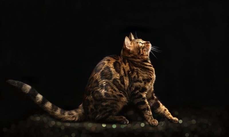 Обои мордочка, кошка, взгляд, профиль, черный фон, бенгальская кошка, muzzle, cat, look, profile, black background, bengal cat разрешение 3840x2160 Загрузить