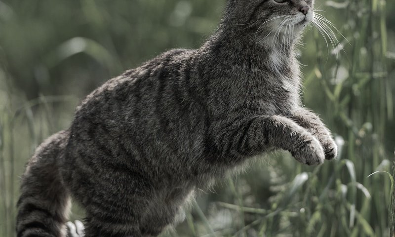 Обои кот, кошка, дикая кошка, лесная кошка, cat, wild cat, forest cat разрешение 2000x1875 Загрузить