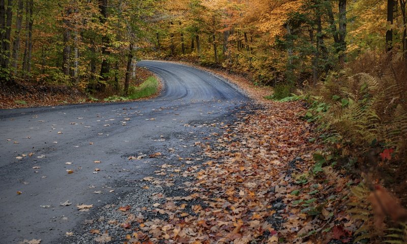 Обои лес, осень, forest, autumn разрешение 3840x2160 Загрузить