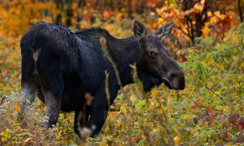 Обои лес, взгляд, осень, лось, forest, look, autumn, moose разрешение 3000x2000 Загрузить