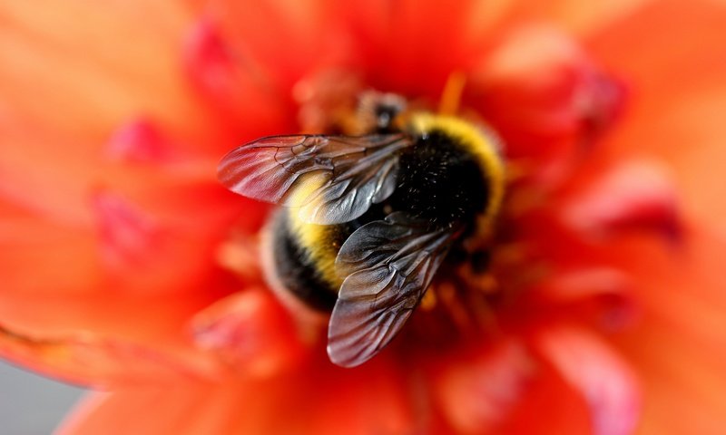 Обои макро, фон, цветок, красный, шмель, размытие, боке, крылышки, macro, background, flower, red, bumblebee, blur, bokeh, wings разрешение 5184x3456 Загрузить