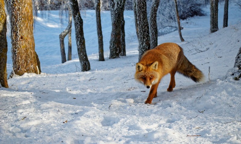 Обои морда, рыжая, деревья, лиса, снег, прогулка, лес, зима, поза, иней, взгляд, face, red, trees, fox, snow, walk, forest, winter, pose, frost, look разрешение 2000x1325 Загрузить