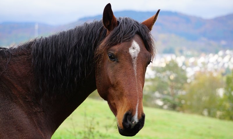 Обои морда, лошадь, природа, портрет, взгляд, конь, face, horse, nature, portrait, look разрешение 6000x4000 Загрузить