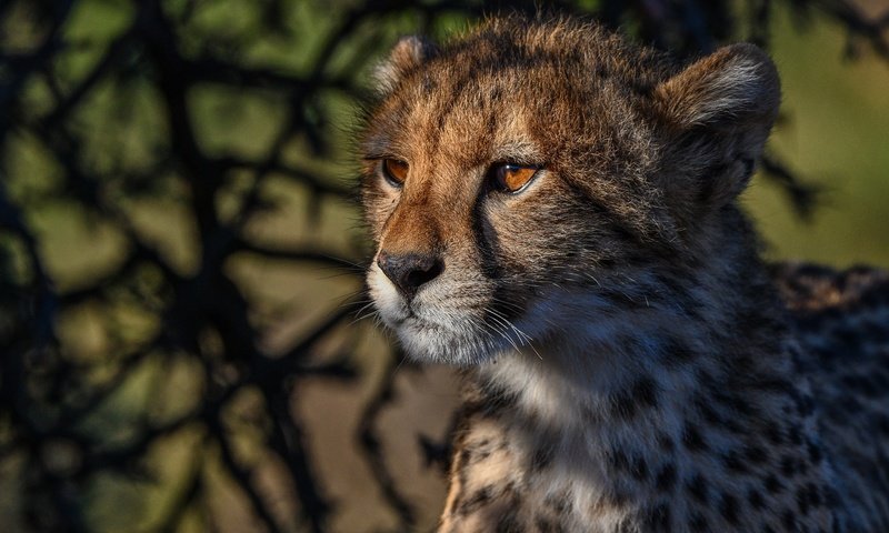 Обои морда, портрет, гепард, дикая кошка, face, portrait, cheetah, wild cat разрешение 2048x1365 Загрузить