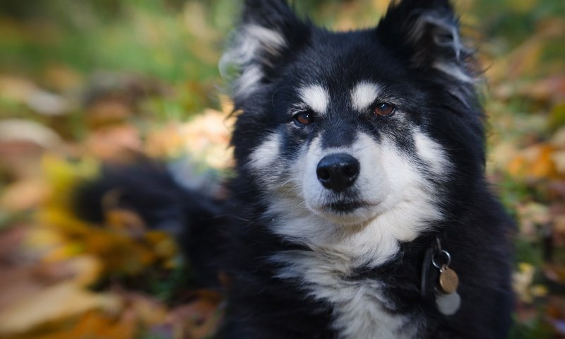 Обои морда, портрет, взгляд, собака, боке, финский лаппхунд, face, portrait, look, dog, bokeh, finnish lapphund разрешение 2048x1775 Загрузить