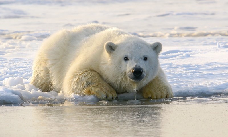 Обои морда, белый медведь, снег, медвежонок, берег, зима, взгляд, медведь, лёд, лежит, face, polar bear, snow, shore, winter, look, bear, ice, lies разрешение 2560x1707 Загрузить