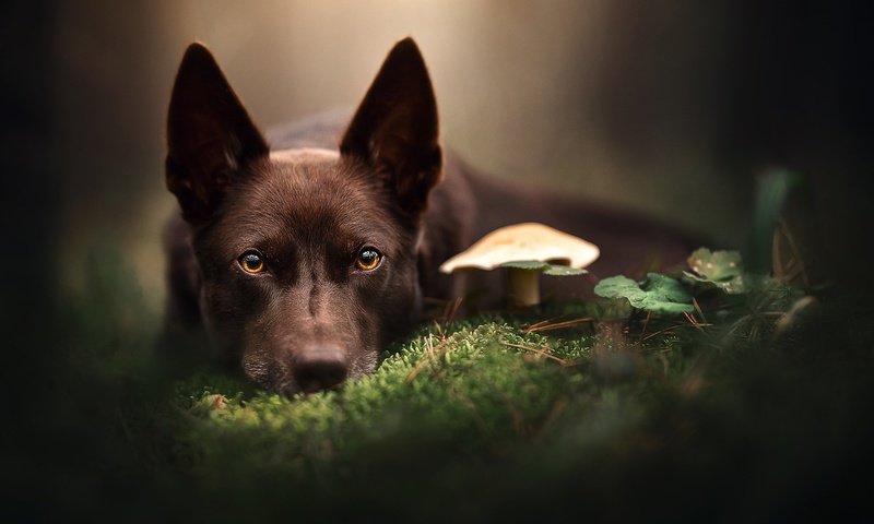 Обои морда, взгляд, собака, гриб, мох, боке, австралийский келпи, face, look, dog, mushroom, moss, bokeh разрешение 2048x1366 Загрузить