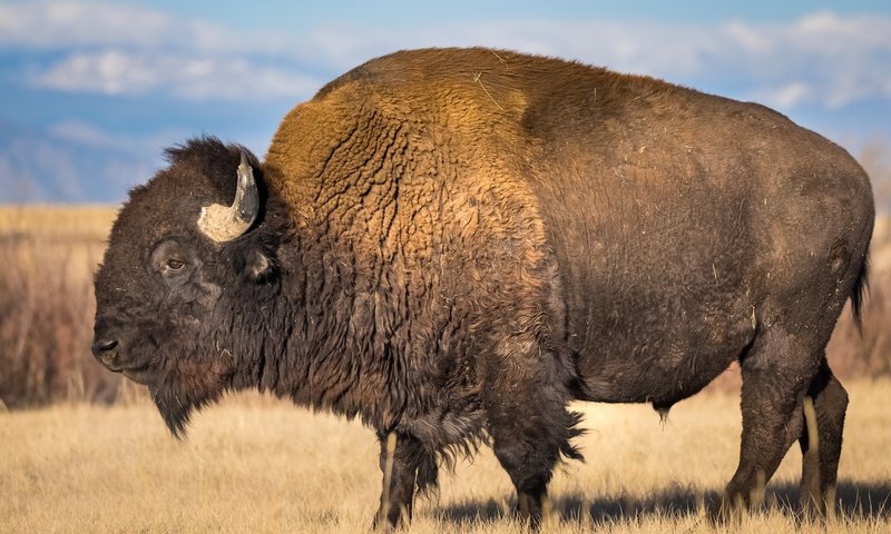 Обои мощь, рога, бизон, power, horns, buffalo разрешение 2048x1366 Загрузить