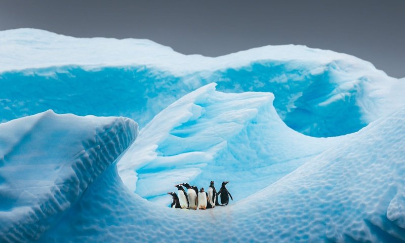 Обои небо, пингвины, снег, льдина, природа, айсберг, птицы, пингвин, стая, антарктида, the sky, penguins, snow, floe, nature, iceberg, birds, penguin, pack, antarctica разрешение 2000x1294 Загрузить