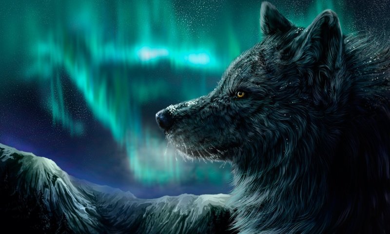 Обои ночь, зима, северное сияние, волк, night, winter, northern lights, wolf разрешение 2560x1600 Загрузить