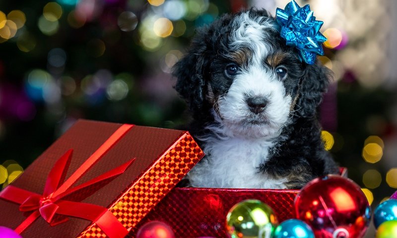Обои новый год, рождество, блики, коробка, шарики, щенок, песик, мордашка, малыш, подарок, new year, christmas, glare, box, balls, puppy, doggie, face, baby, gift разрешение 4081x3634 Загрузить