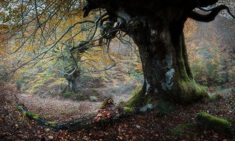 Обои природа, дерево, осень, nature, tree, autumn разрешение 3840x2160 Загрузить