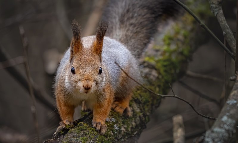 Обои природа, дерево, ветки, животное, белка, зверек, грызун, nature, tree, branches, animal, protein, rodent разрешение 2048x1425 Загрузить