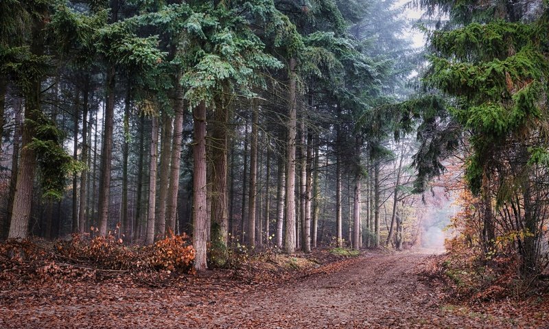 Обои природа, лес, nature, forest разрешение 2048x1365 Загрузить