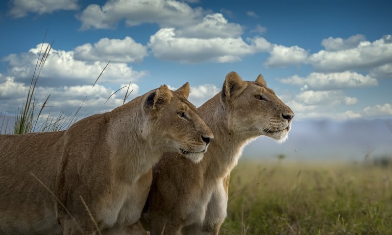 Обои природа, львы, звери, nature, lions, animals разрешение 3840x2160 Загрузить