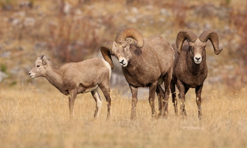 Обои природа, взгляд, рога, баран, бараны, nature, look, horns, ram, sheep разрешение 6144x3411 Загрузить