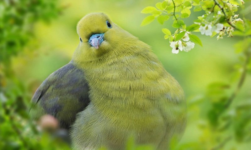 Обои природа, зелень, ветки, листва, птица, тайвань, fuyi chen, nature, greens, branches, foliage, bird, taiwan разрешение 2000x1331 Загрузить