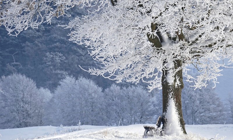 Обои снег, дерево, зима, парк, иней, скамейка, лавочка, snow, tree, winter, park, frost, bench, shop разрешение 3888x2592 Загрузить