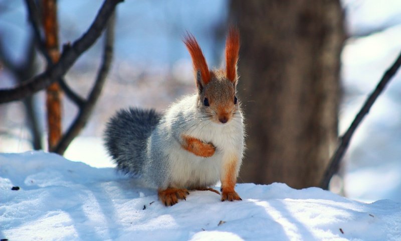 Обои снег, лес, взгляд, белка, snow, forest, look, protein разрешение 1920x1280 Загрузить