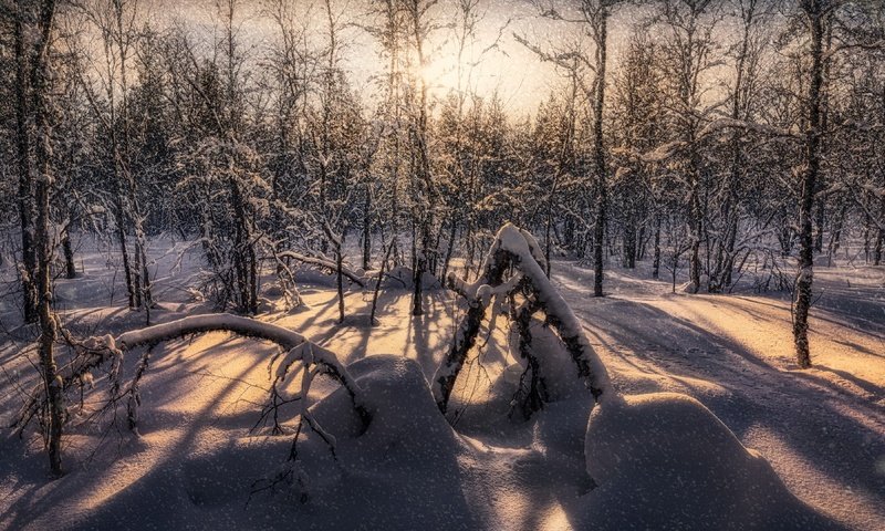 Обои снег, лес, snow, forest разрешение 3840x2160 Загрузить