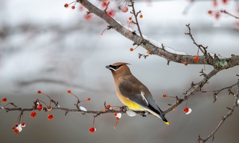 Обои снег, зима, фон, ветки, птица, ягоды, свиристель, snow, winter, background, branches, bird, berries, the waxwing разрешение 3840x2160 Загрузить