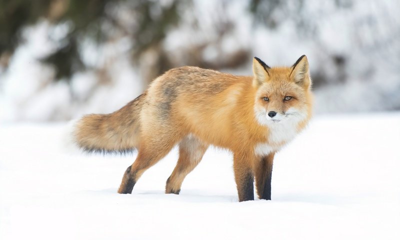 Обои снег, зима, взгляд, рыжая, лиса, боке, snow, winter, look, red, fox, bokeh разрешение 2880x1920 Загрузить