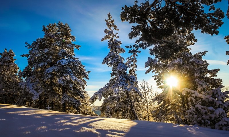 Обои солнце, снег, лес, зима, тень, солнечный свет, the sun, snow, forest, winter, shadow, sunlight разрешение 3840x2160 Загрузить