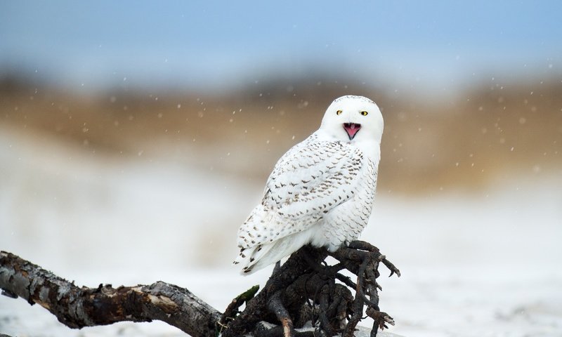 Обои сова, полярная сова, снег, зима, птица, клюв, коряга, белая, боке, owl, snowy owl, snow, winter, bird, beak, snag, white, bokeh разрешение 2560x1704 Загрузить